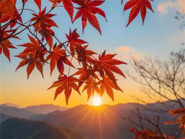 擁抱秋天，賞紅葉